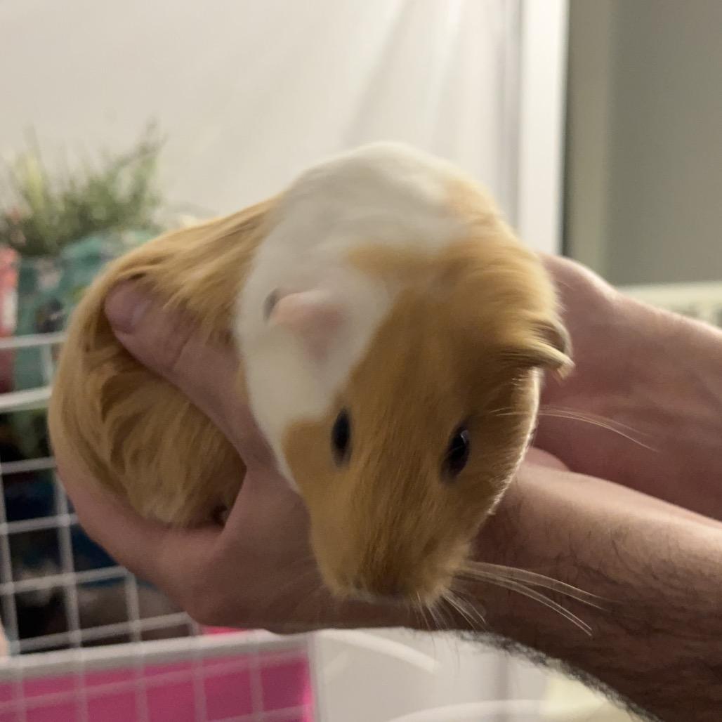 GINGER, Adoptable, Baby Female Guinea Pig.