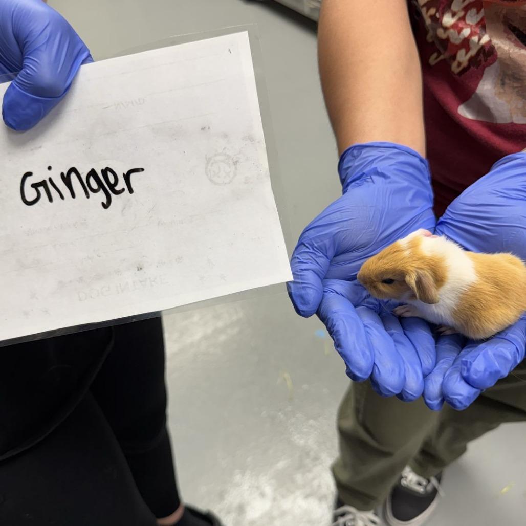 Enlarge GINGER, a Adoptable Guinea Pig in Las Vegas, NV image 2/6