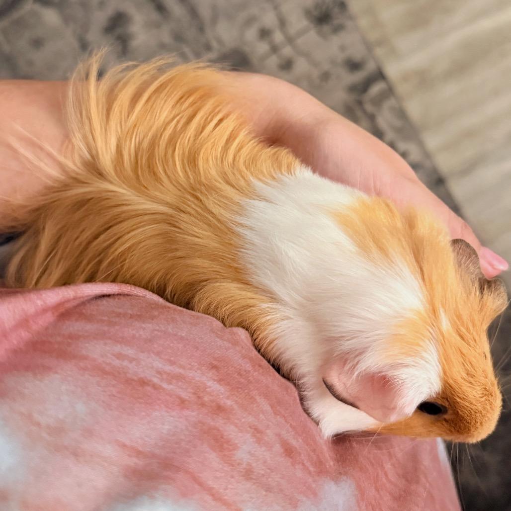Enlarge GINGER, a Adoptable Guinea Pig in Las Vegas, NV image 3/6
