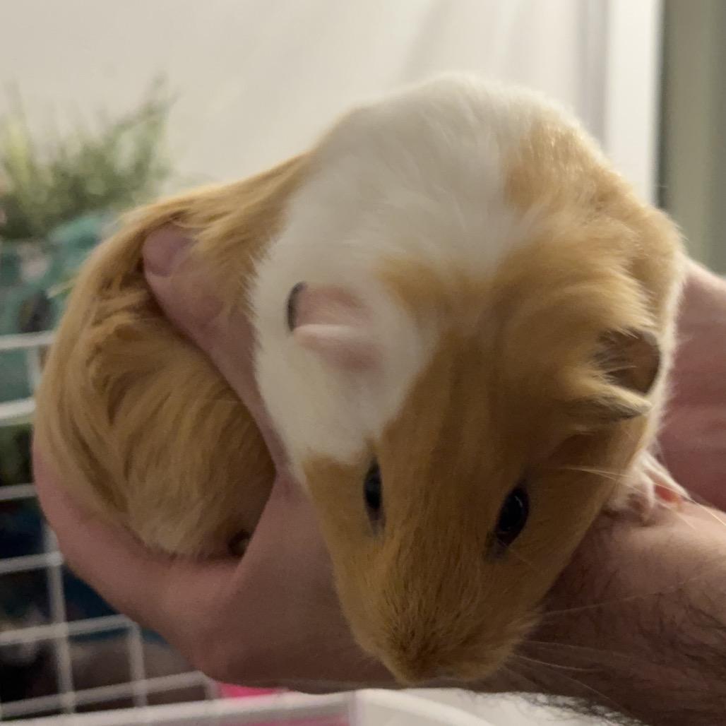 Enlarge GINGER, a Adoptable Guinea Pig in Las Vegas, NV image 4/6