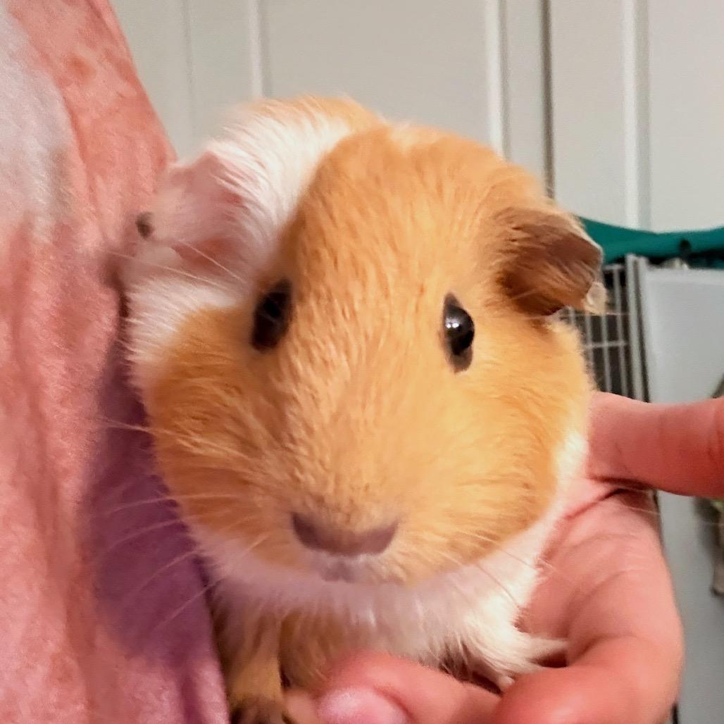 Enlarge GINGER, a Adoptable Guinea Pig in Las Vegas, NV image 5/6