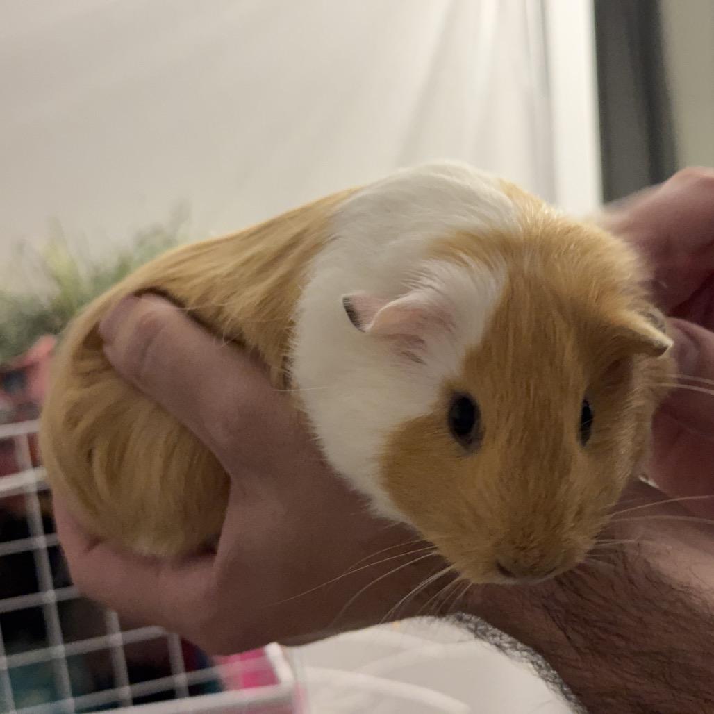 Enlarge GINGER, a Adoptable Guinea Pig in Las Vegas, NV image 6/6