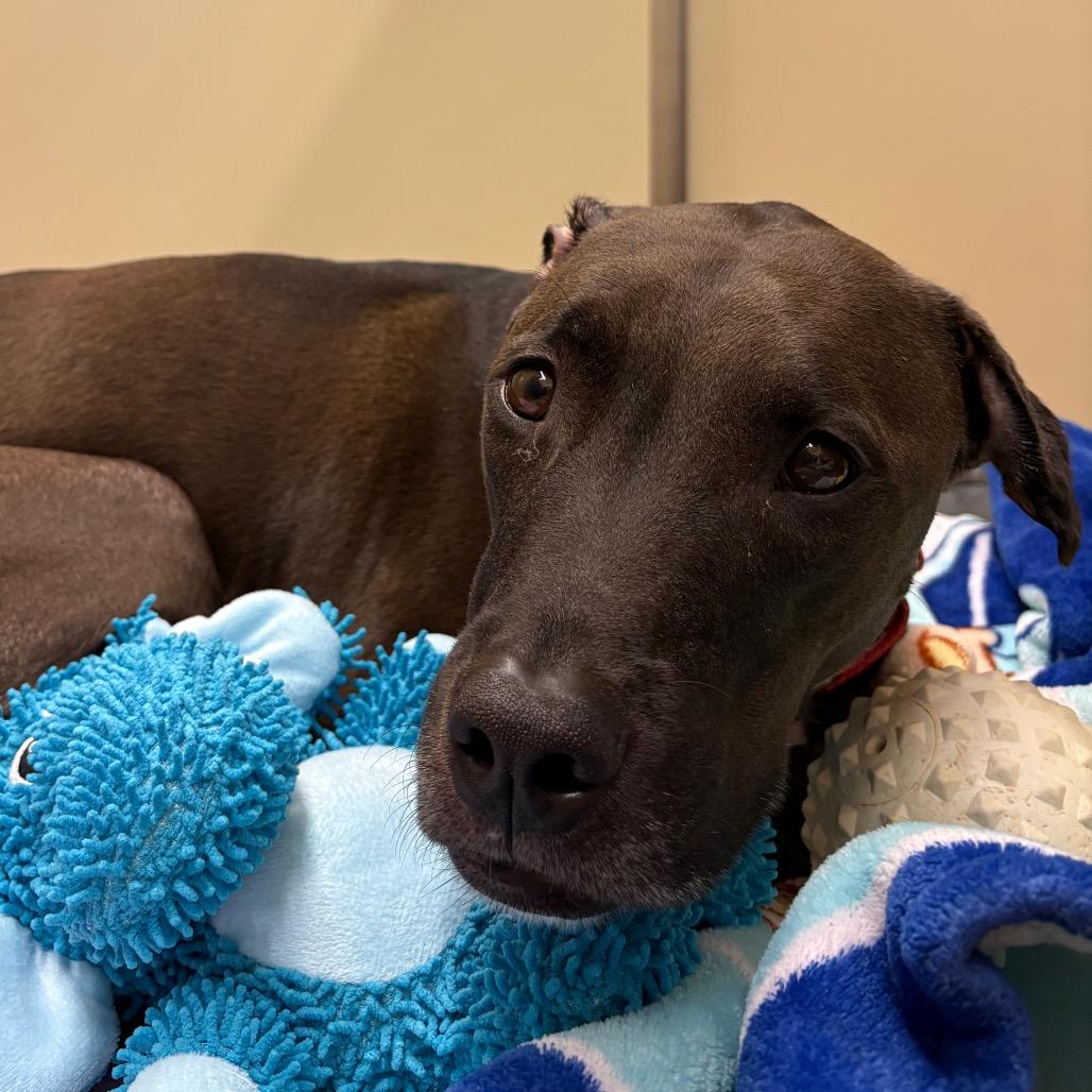 Bourbon, Adoptable, Adult Male Mixed Breed.