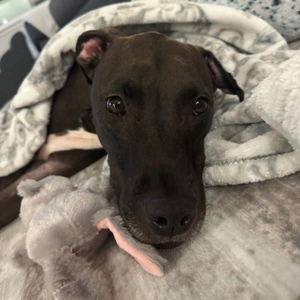 Enlarge Bourbon, a Adoptable Mixed Breed in West Olive, MI image 1/6