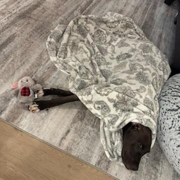 Enlarge Bourbon, a Adoptable Mixed Breed in West Olive, MI image 3/6