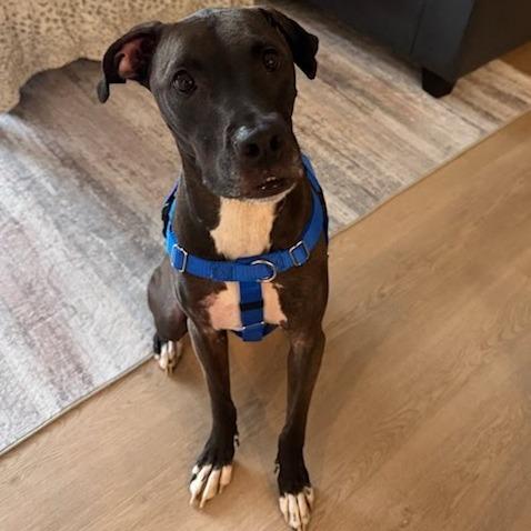 Enlarge Bourbon, a Adoptable Mixed Breed in West Olive, MI image 4/6