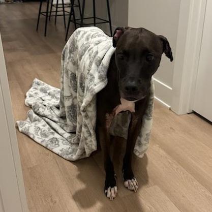 Enlarge Bourbon, a Adoptable Mixed Breed in West Olive, MI image 5/6