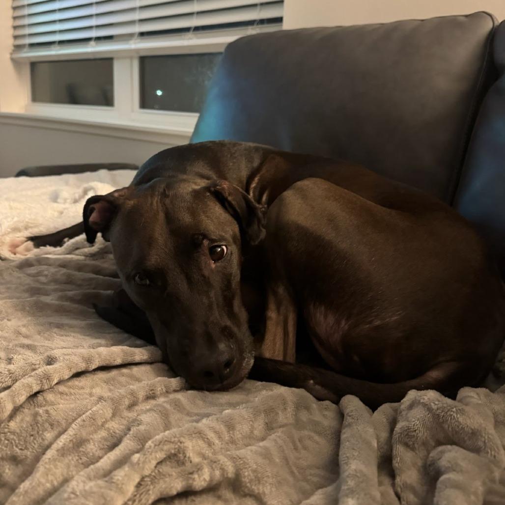 Enlarge Bourbon, a Adoptable Mixed Breed in West Olive, MI image 6/6