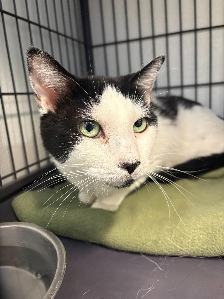 Mocha, Adoptable, Senior Male Domestic Short Hair.