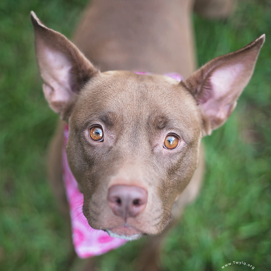 Tweety, a Adoptable mixed breed in Kingwood, TX image 1/6