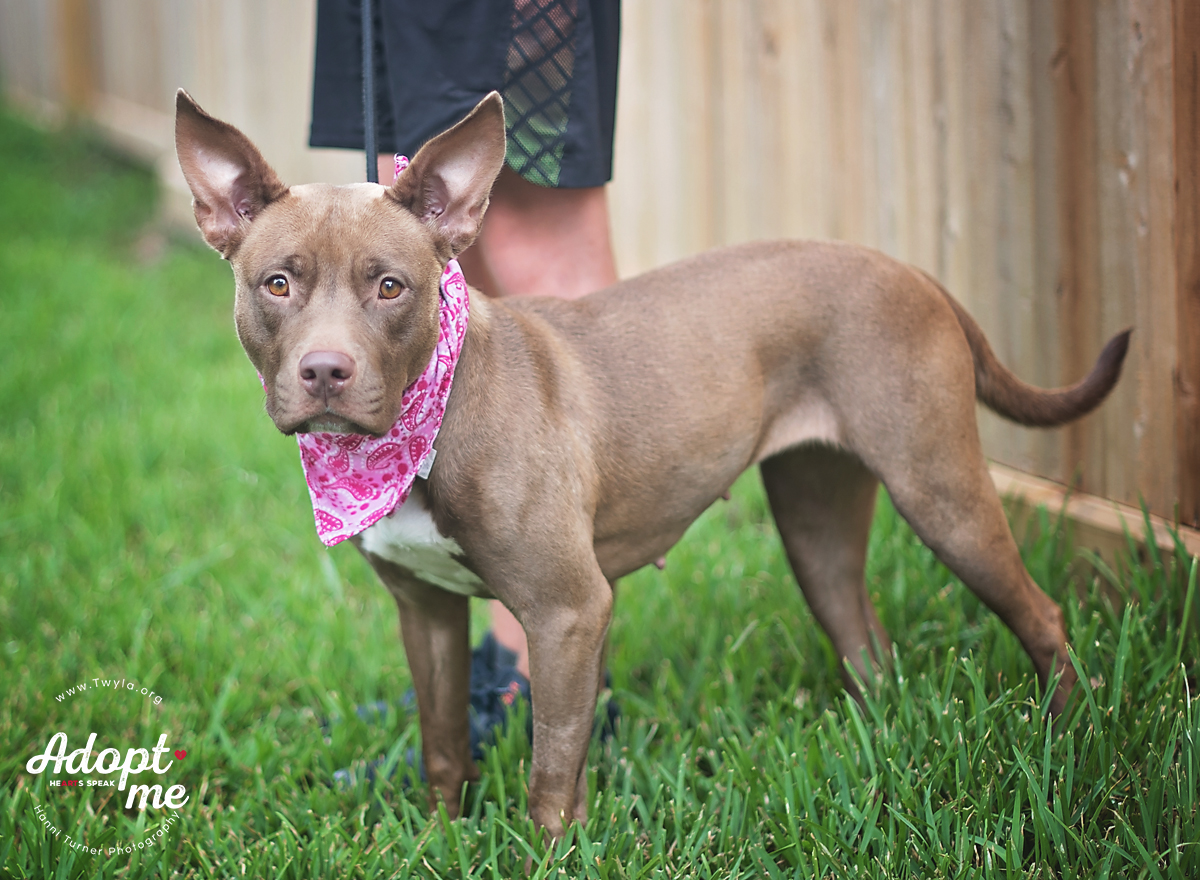 Tweety, a Adoptable mixed breed in Kingwood, TX image 4/6