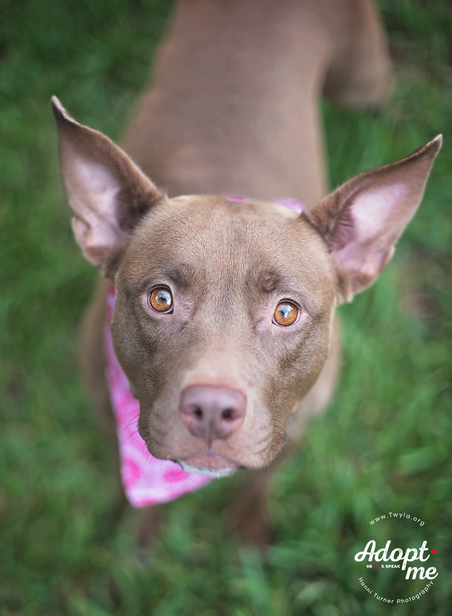 Tweety, a Adoptable mixed breed in Kingwood, TX image 2/6
