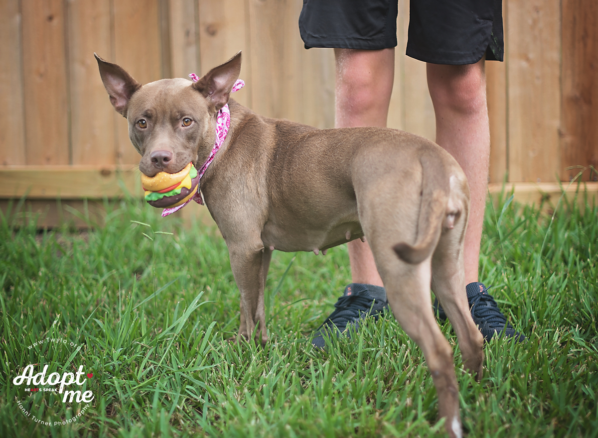 Tweety, a Adoptable mixed breed in Kingwood, TX image 5/6