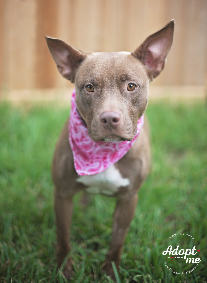 Tweety, a Adoptable mixed breed in Kingwood, TX image 3/6