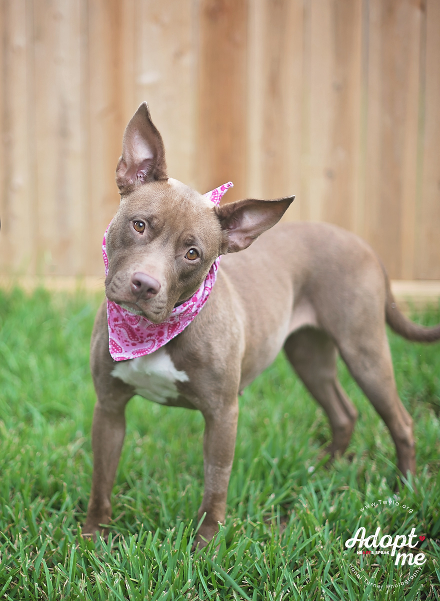 Tweety, a Adoptable mixed breed in Kingwood, TX image 6/6