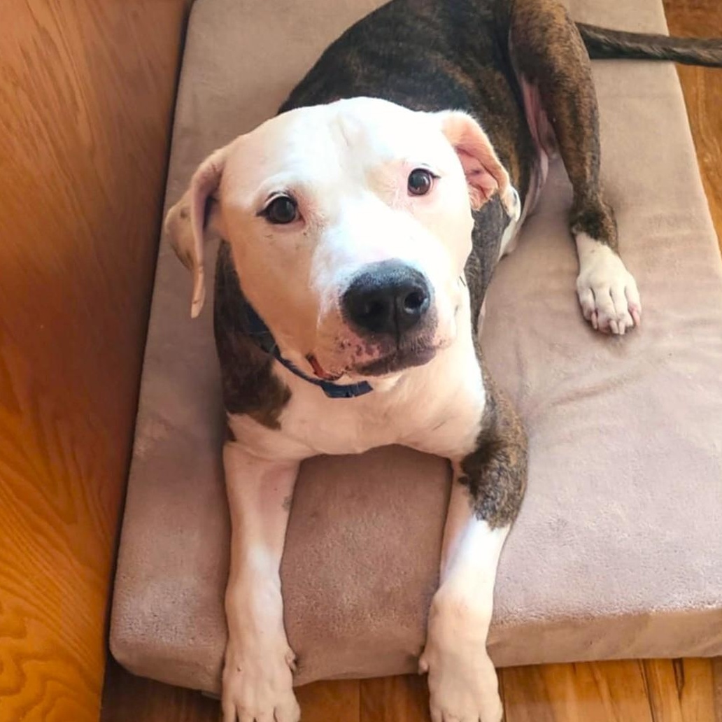 Enlarge ROCCO, a Adoptable mixed breed image 1/5