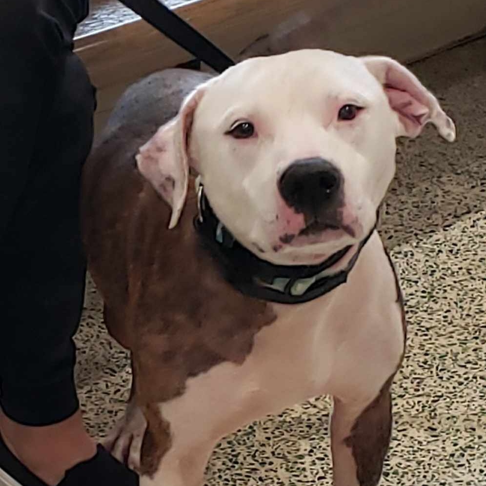 Enlarge ROCCO, a Adoptable mixed breed image 4/5