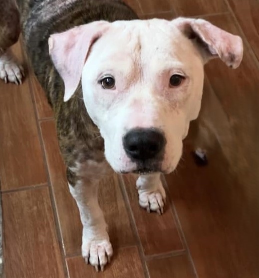 Enlarge ROCCO, a Adoptable mixed breed image 3/5