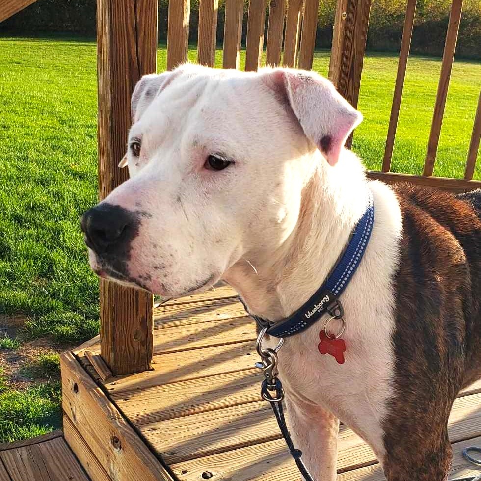 Enlarge ROCCO, a Adoptable mixed breed image 2/5