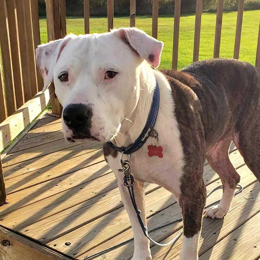 Enlarge ROCCO, a Adoptable mixed breed image 5/5