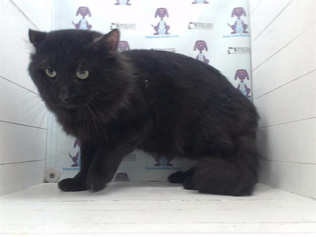 Enlarge BLITZ, a Adoptable Domestic Short Hair in Orlando, FL image 1/1