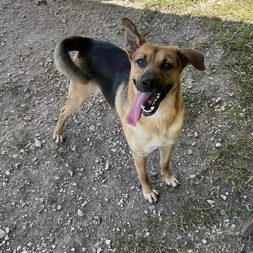 Flop, a Adoptable mixed breed in Oakdale, LA image 2/3