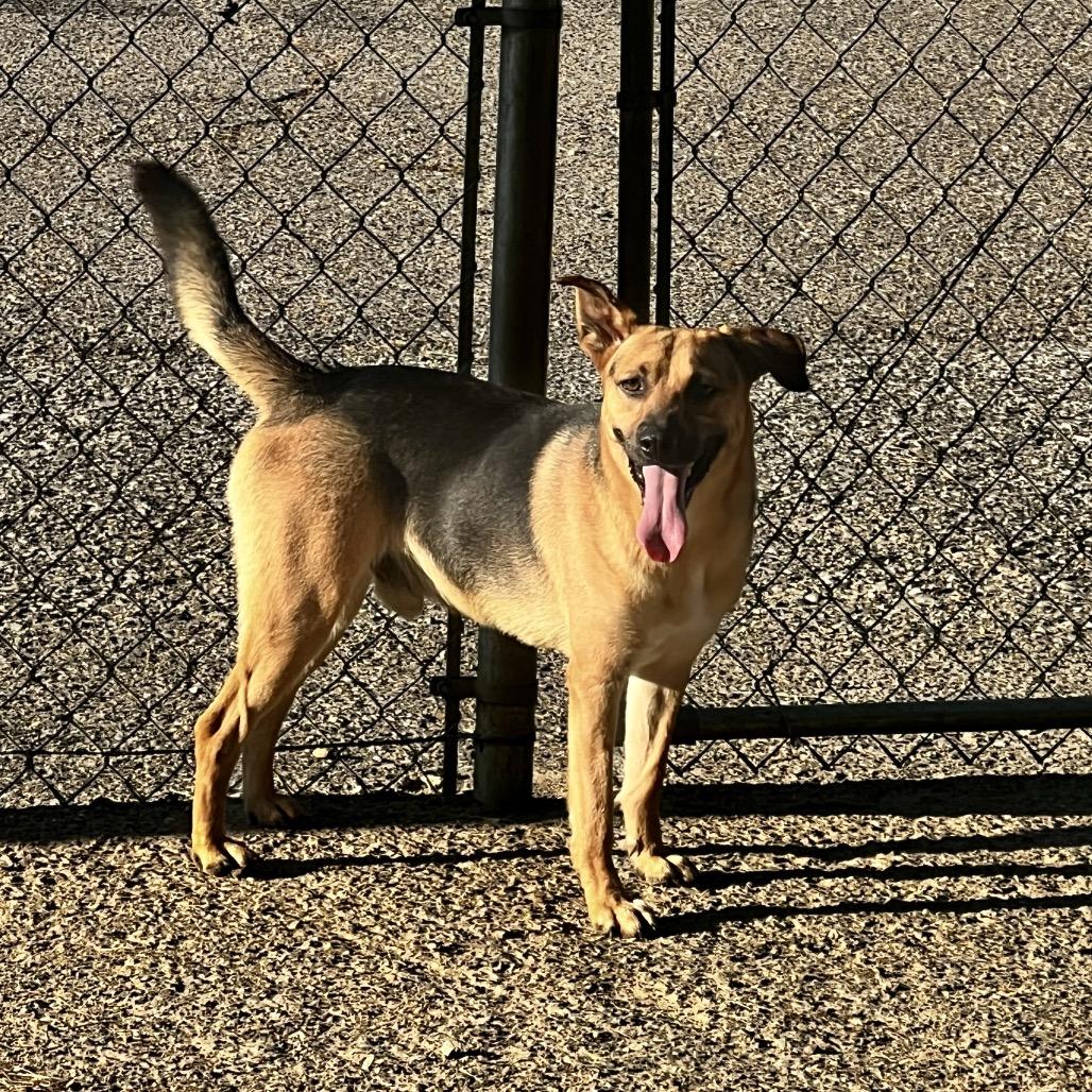 Flop, a Adoptable mixed breed in Oakdale, LA image 3/3
