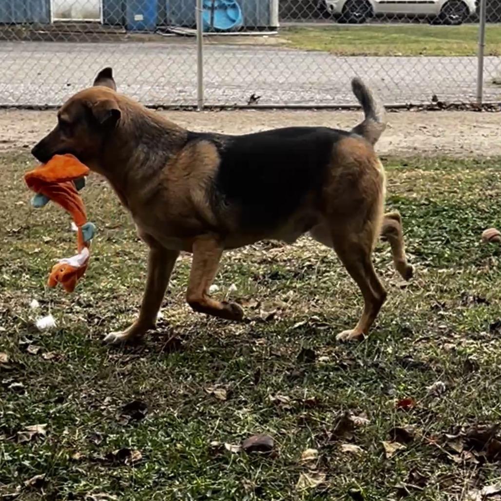 Enlarge Flop, a Adoptable mixed breed in Oakdale, LA image 4/6