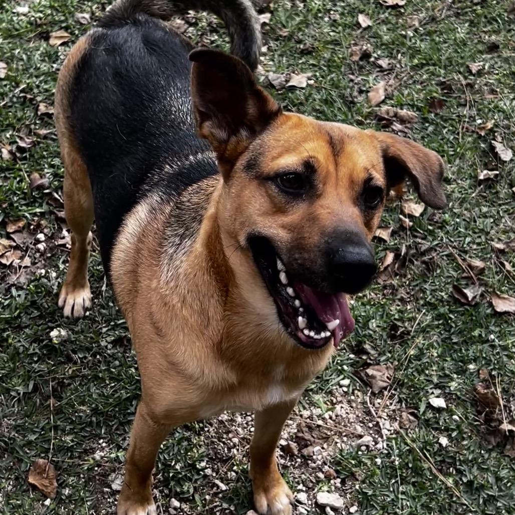 Enlarge Flop, a Adoptable mixed breed in Oakdale, LA image 5/6