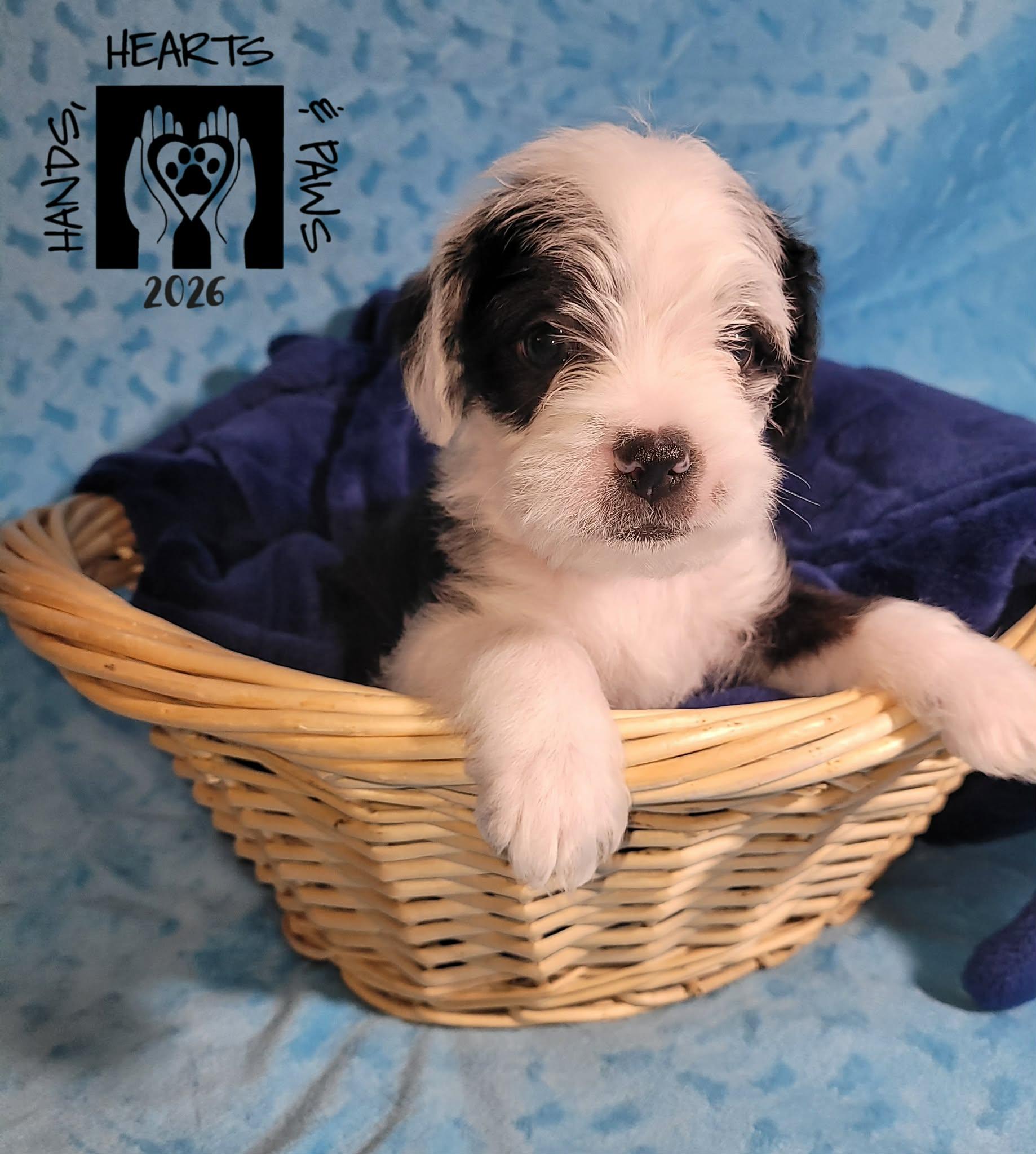 Enlarge Pahk, an adoptable mixed breed in Omaha, NE image 2/4