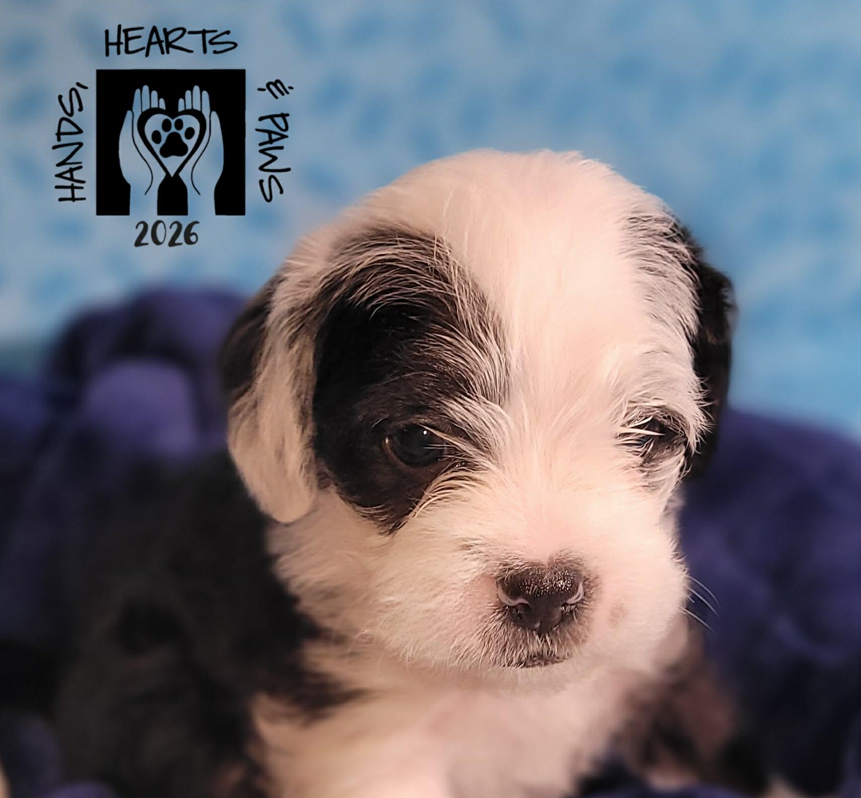 Enlarge Pahk, an adoptable mixed breed in Omaha, NE image 4/4