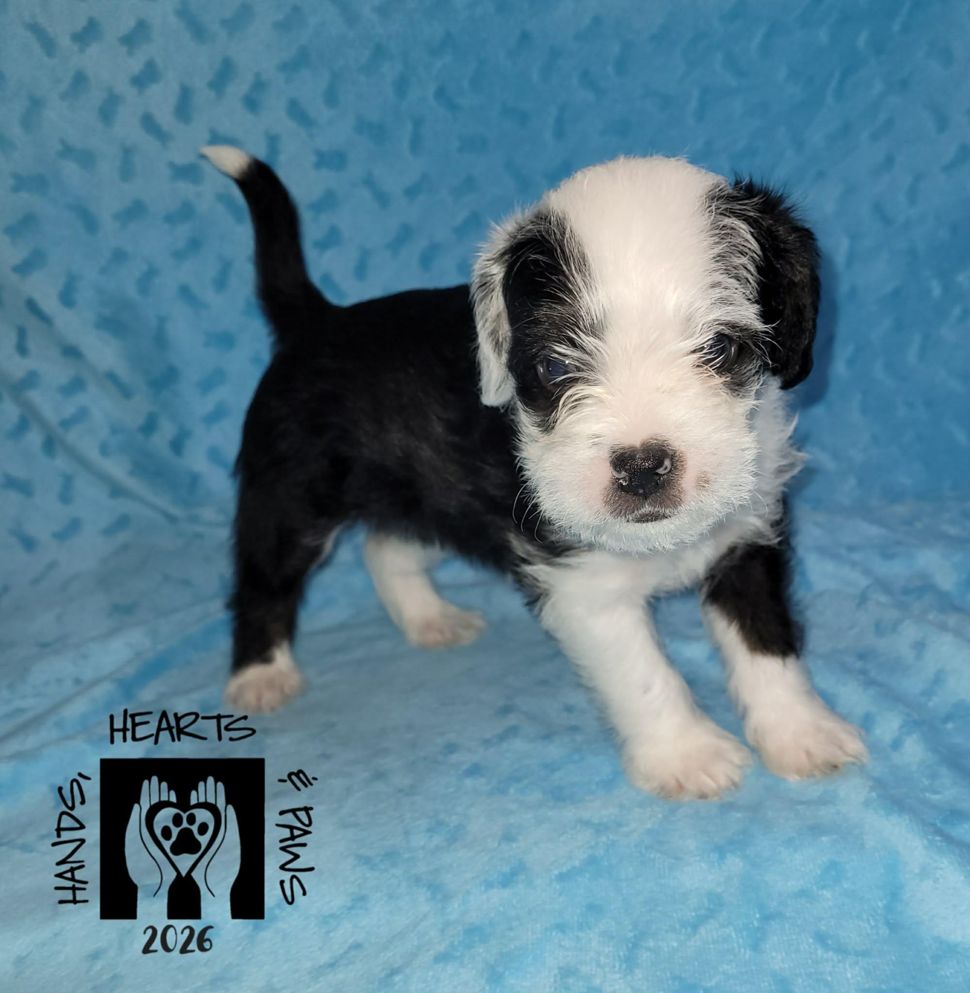 Enlarge Pahk, an adoptable mixed breed in Omaha, NE image 1/4