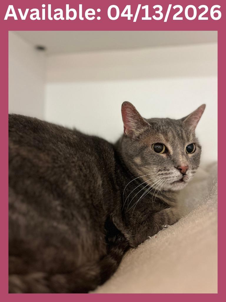 Enlarge Cat Condo #8 Jasper, a Adoptable mixed breed in Greenville, TX image 2/3