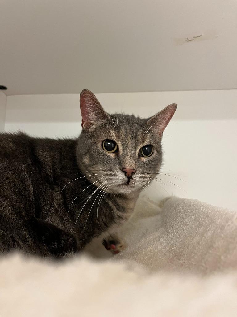 Enlarge Cat Condo #8 Jasper, a Adoptable mixed breed in Greenville, TX image 3/3