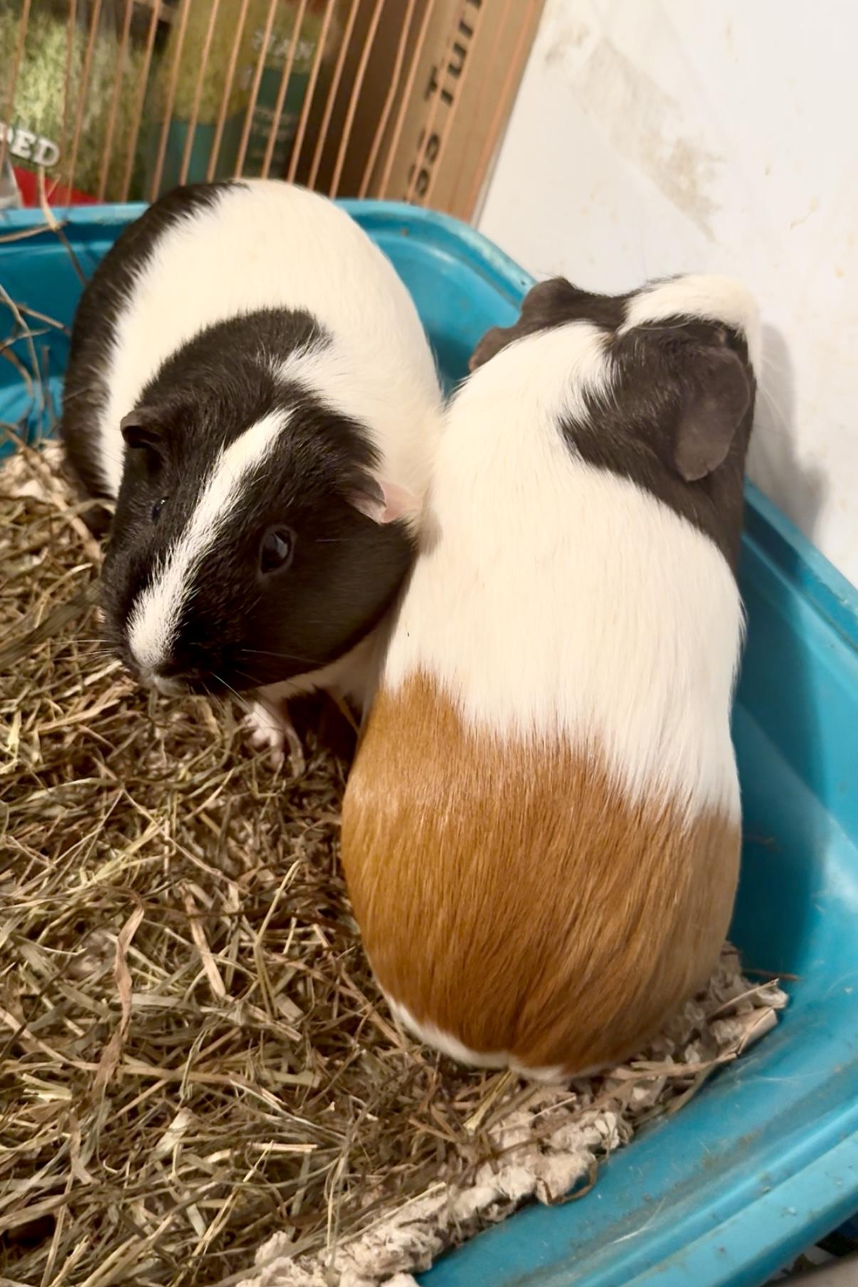 Enlarge Snowmilk and Gravy, a Adoptable Guinea Pig in Salisbury Mills, NY image 2/3