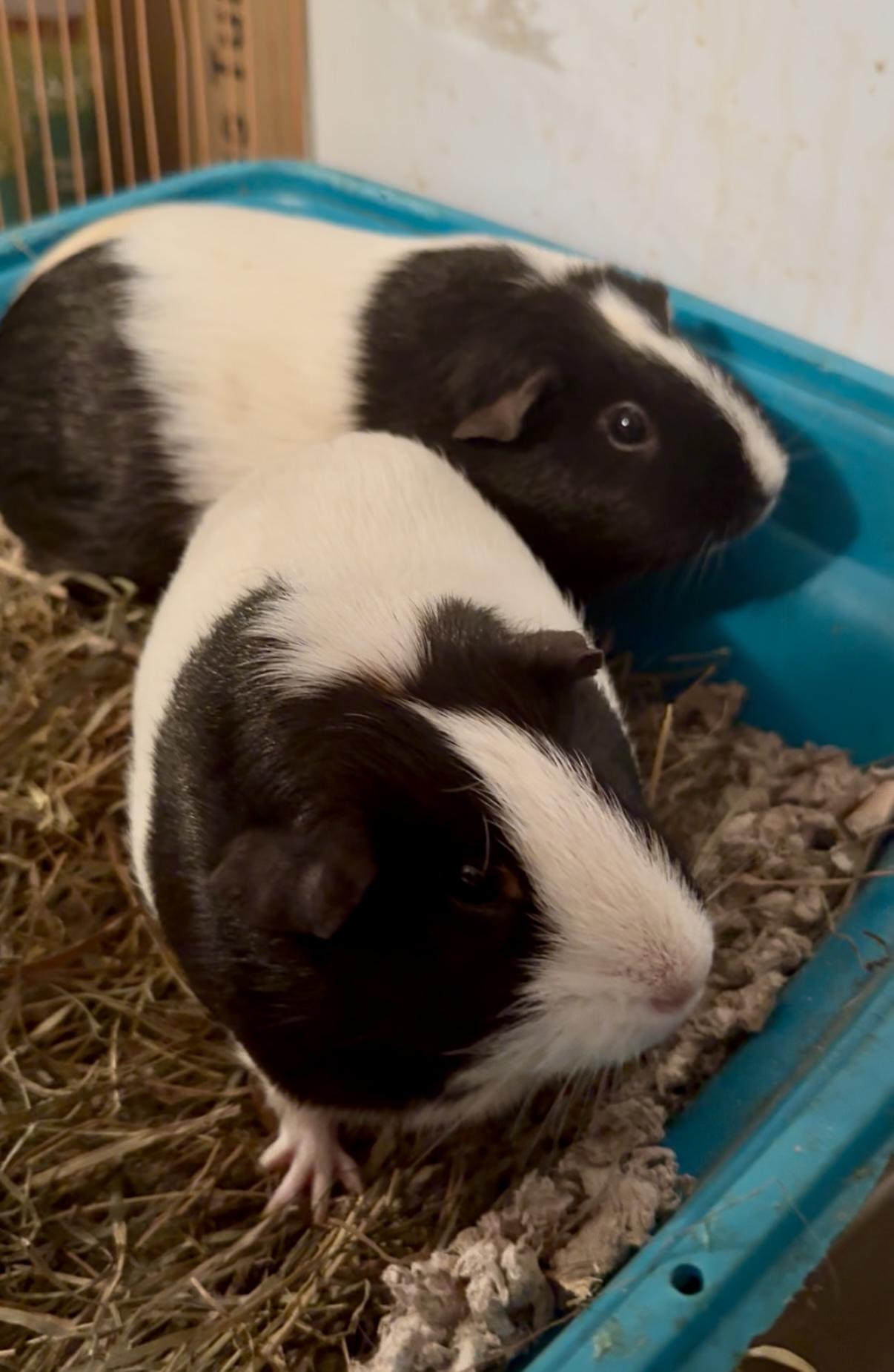 Snowmilk and Gravy, Adoptable, Adult Female Guinea Pig.