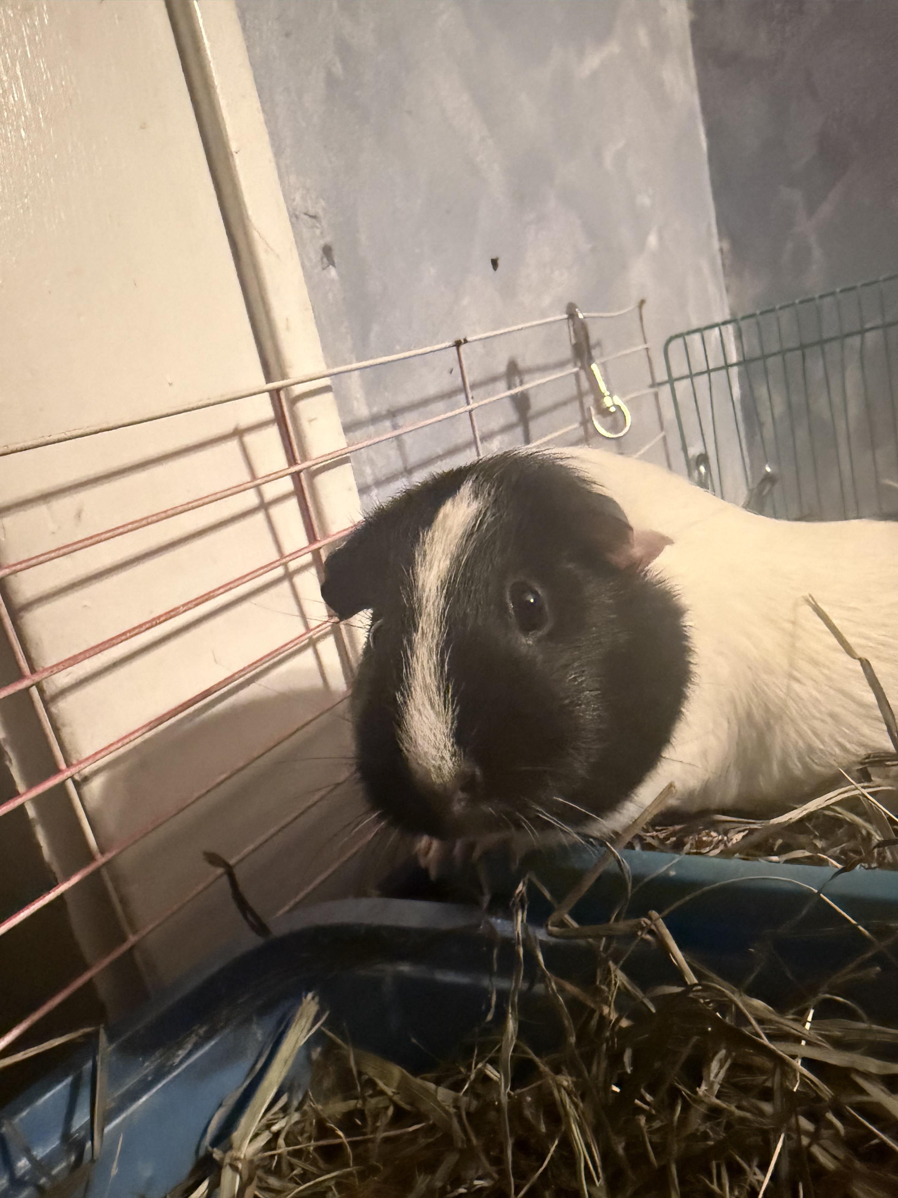 Snowmilk and Gravy, Adoptable, Adult Female Guinea Pig.