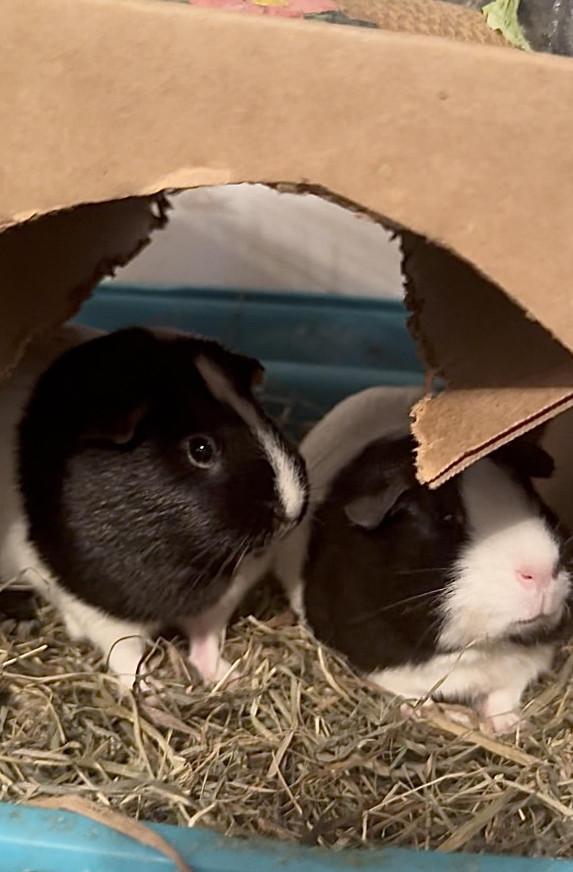 Enlarge Snowmilk and Gravy, a Adoptable Guinea Pig in Salisbury Mills, NY image 3/3