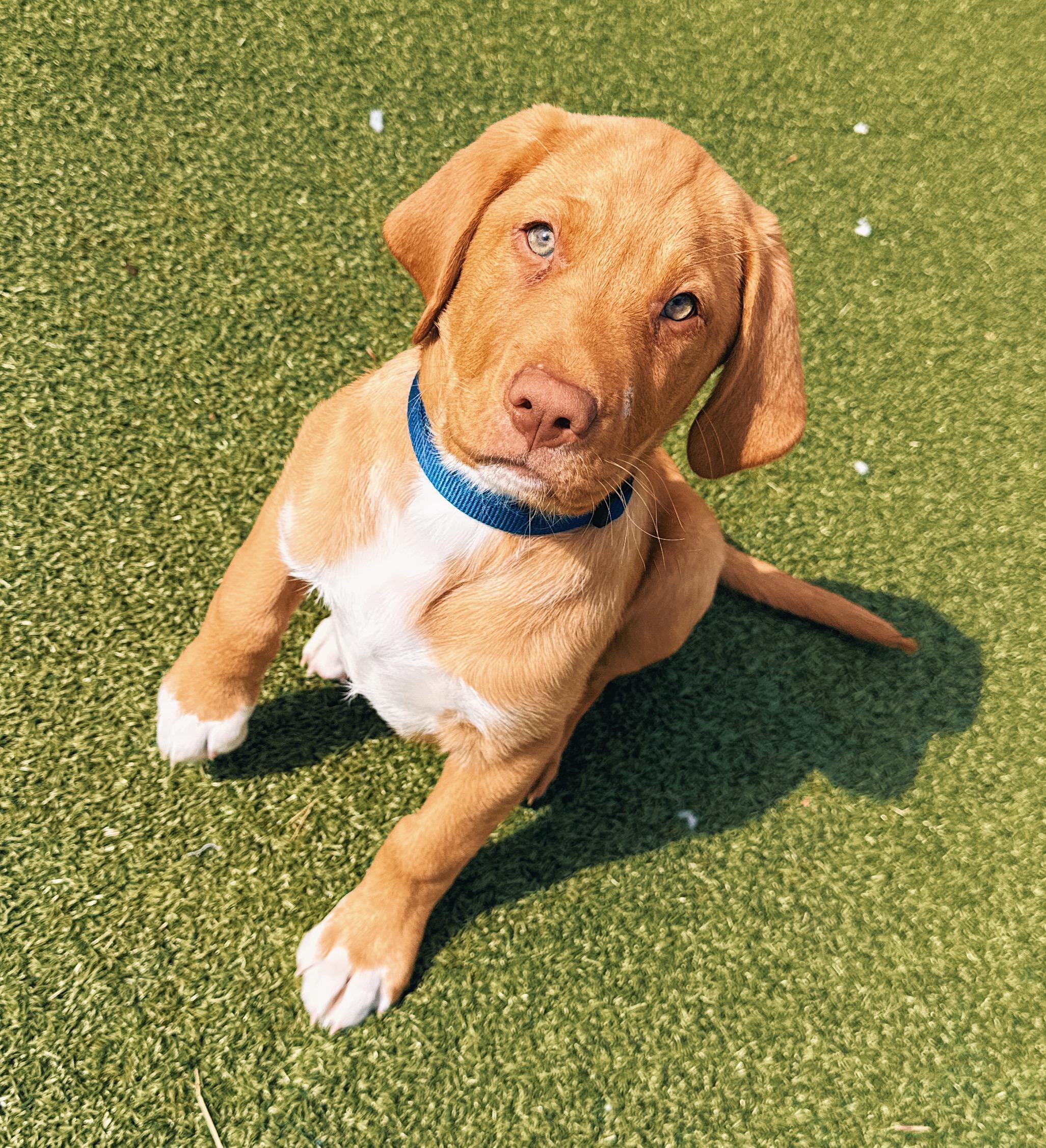 Enlarge Ranger, an adopted mixed breed in Hays, KS image 2/5