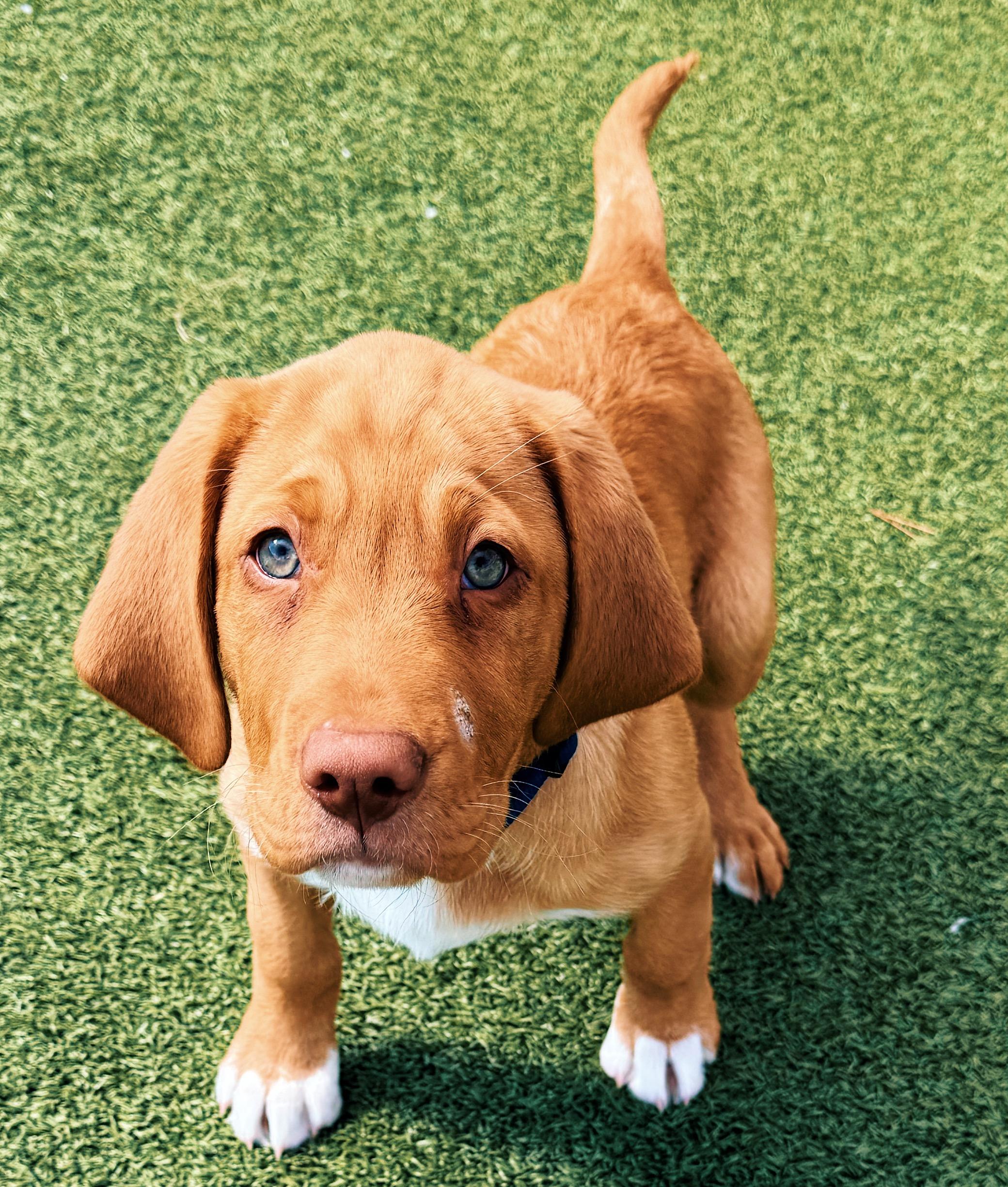 Enlarge Ranger, an adopted mixed breed in Hays, KS image 3/5