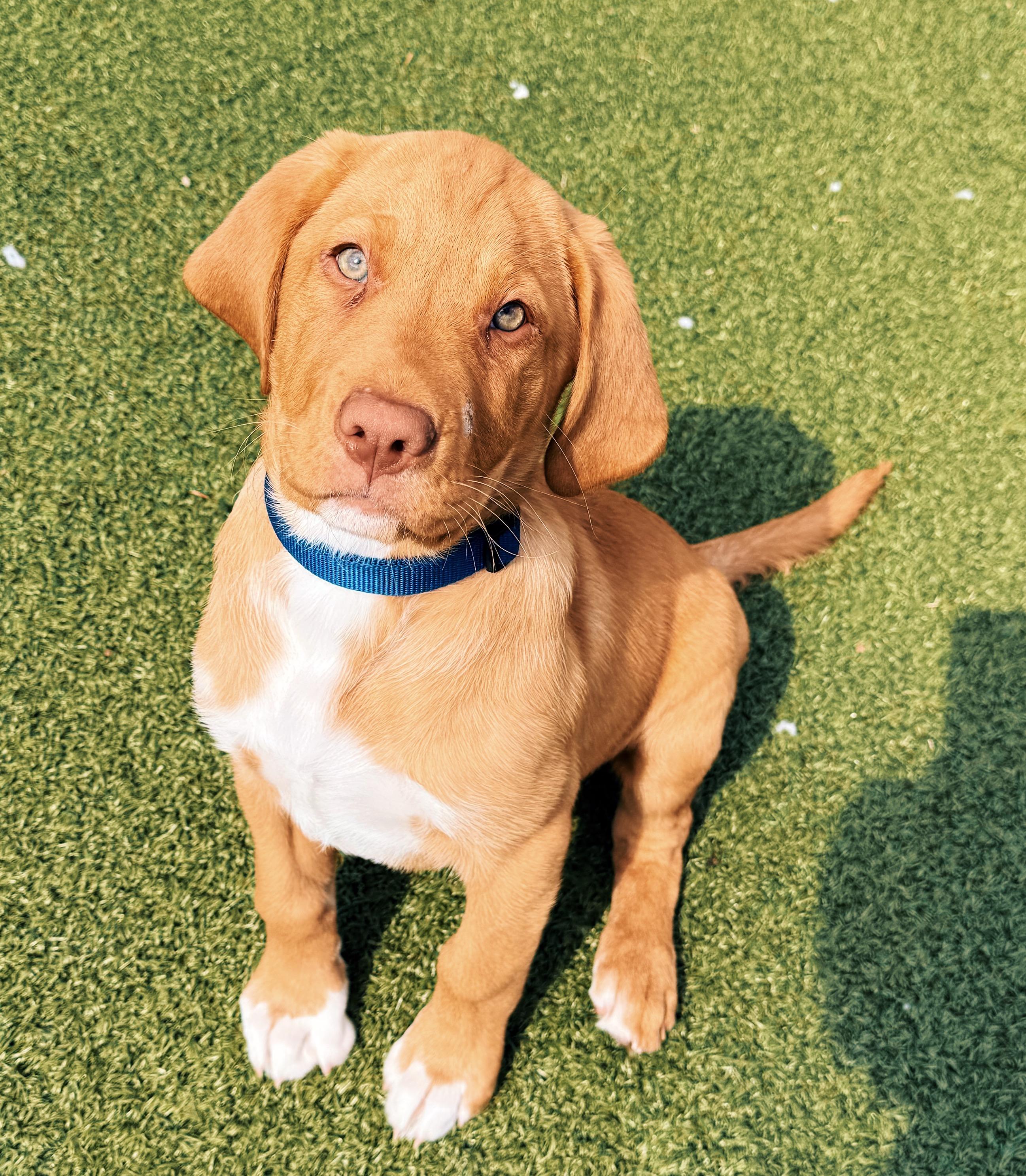 Enlarge Ranger, an adopted mixed breed in Hays, KS image 4/5