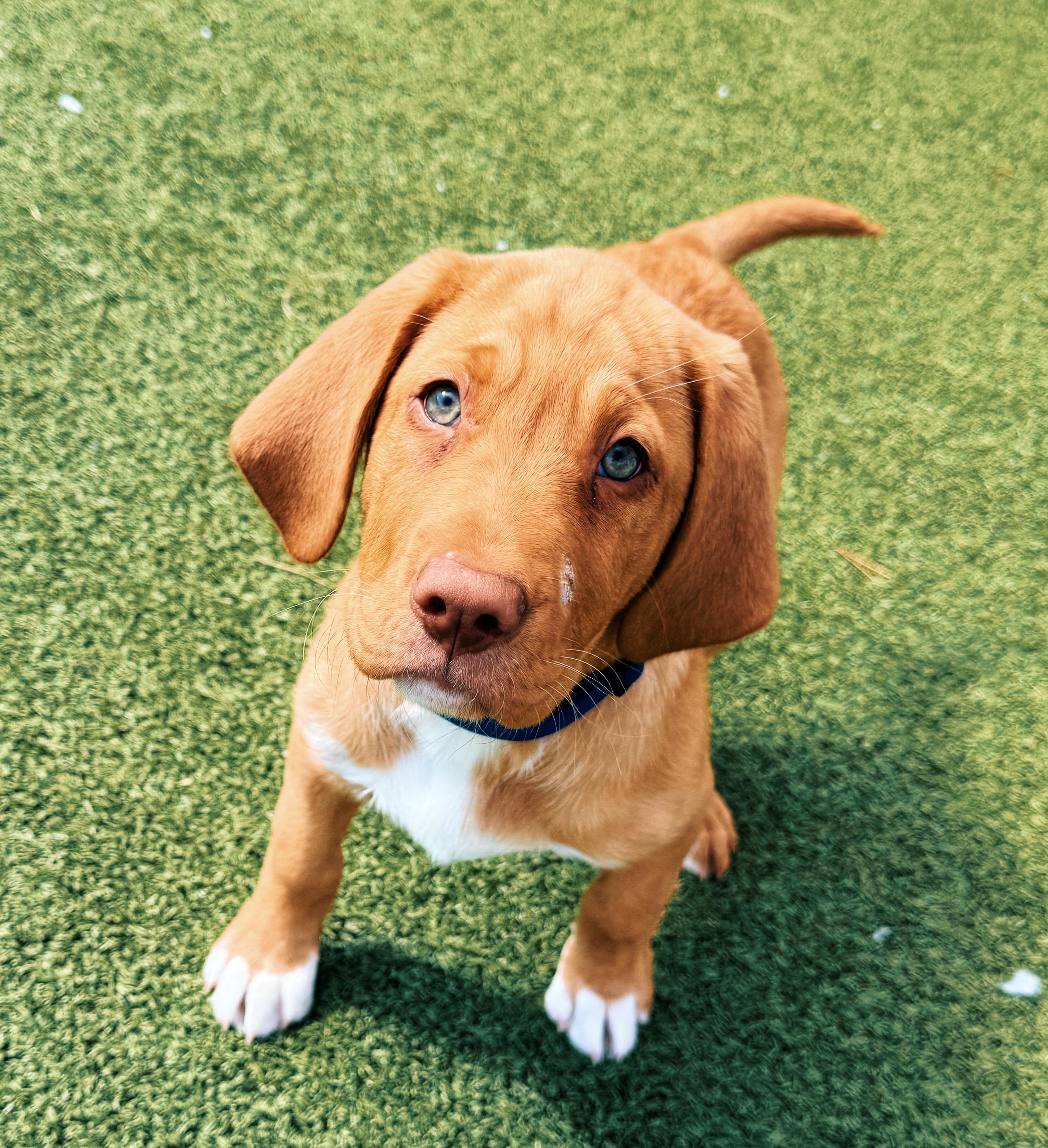 Enlarge Ranger, an adopted mixed breed in Hays, KS image 5/5