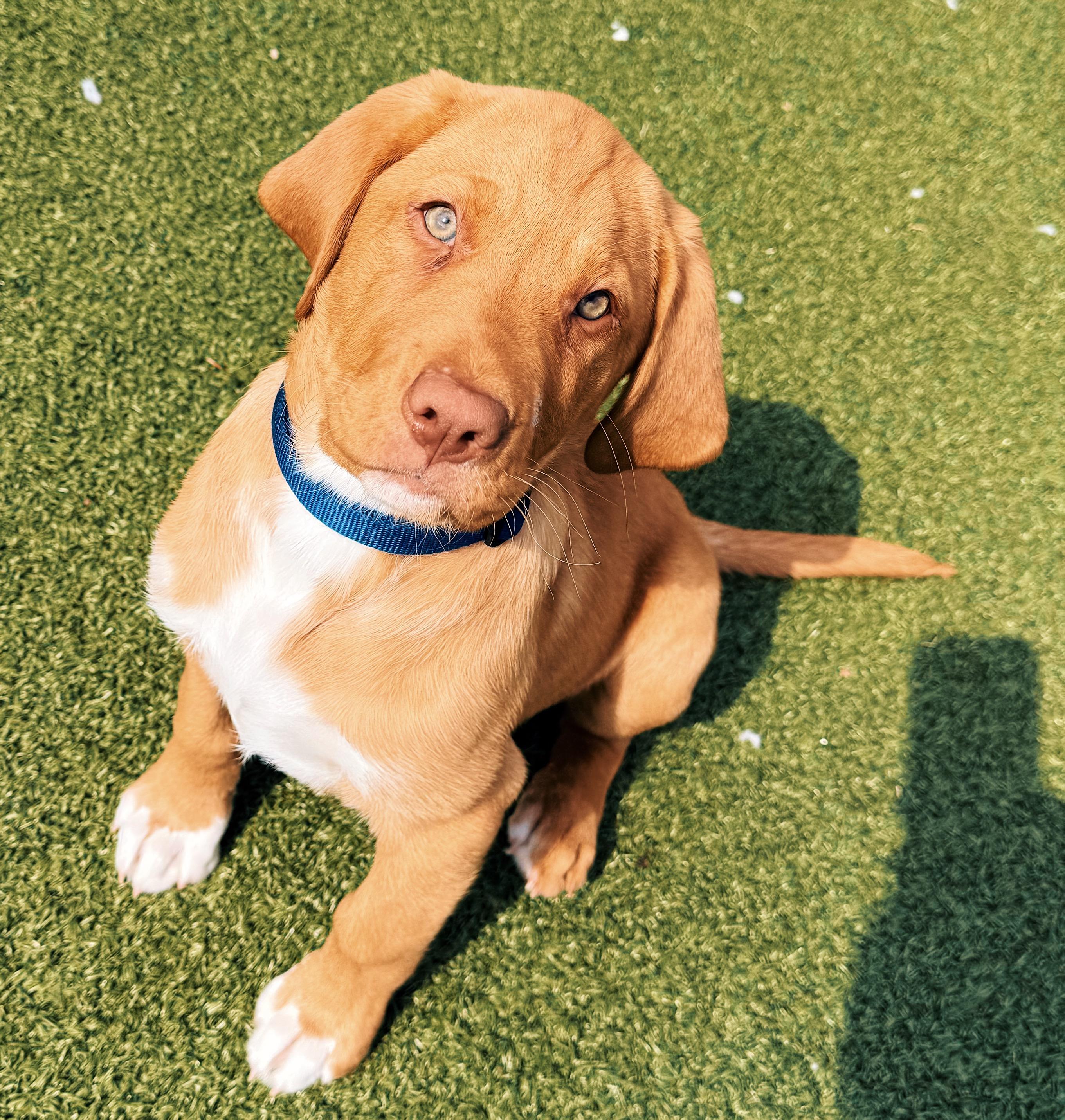 Enlarge Ranger, an adopted mixed breed in Hays, KS image 1/5