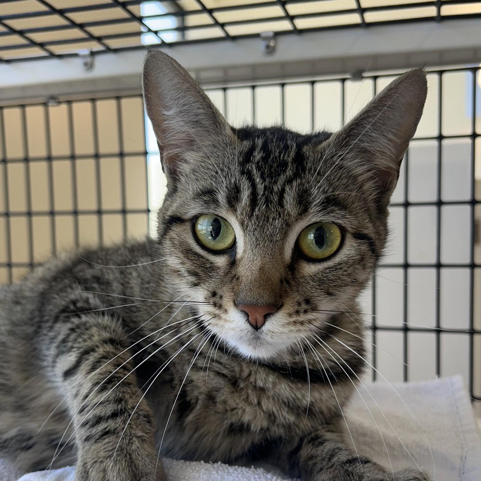 Enlarge Molly, a Adopted Domestic Short Hair in Burlingame, CA image 1/1