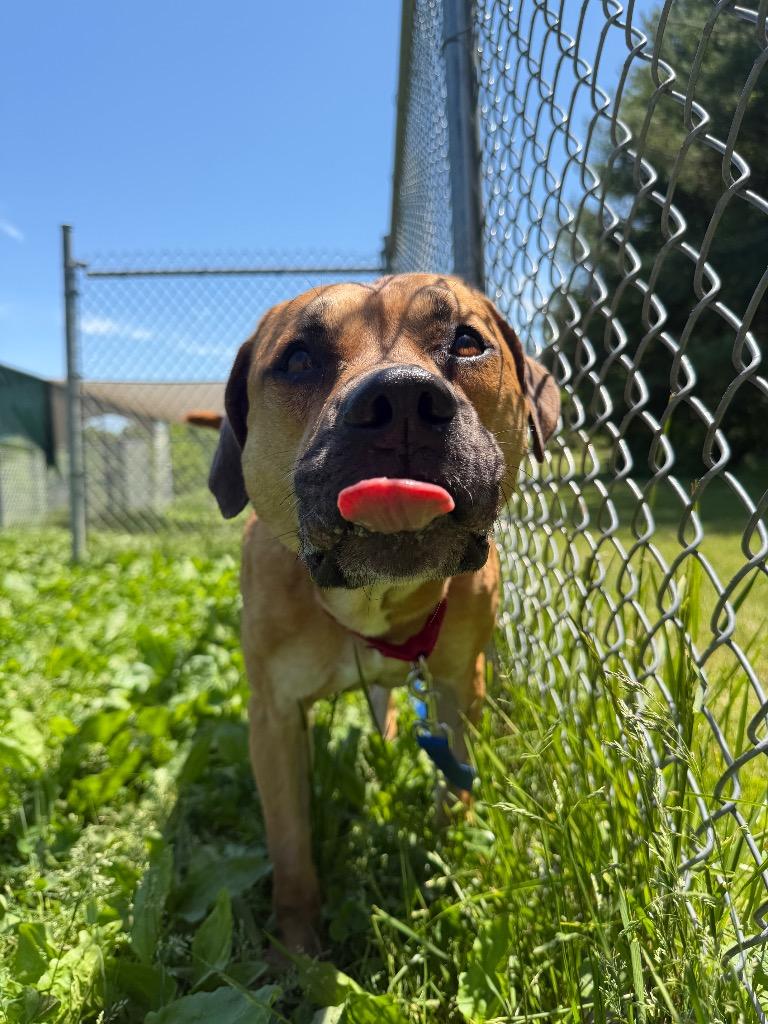 Roscoe, a Adoptable mixed breed in Hyde Park, NY image 2/4