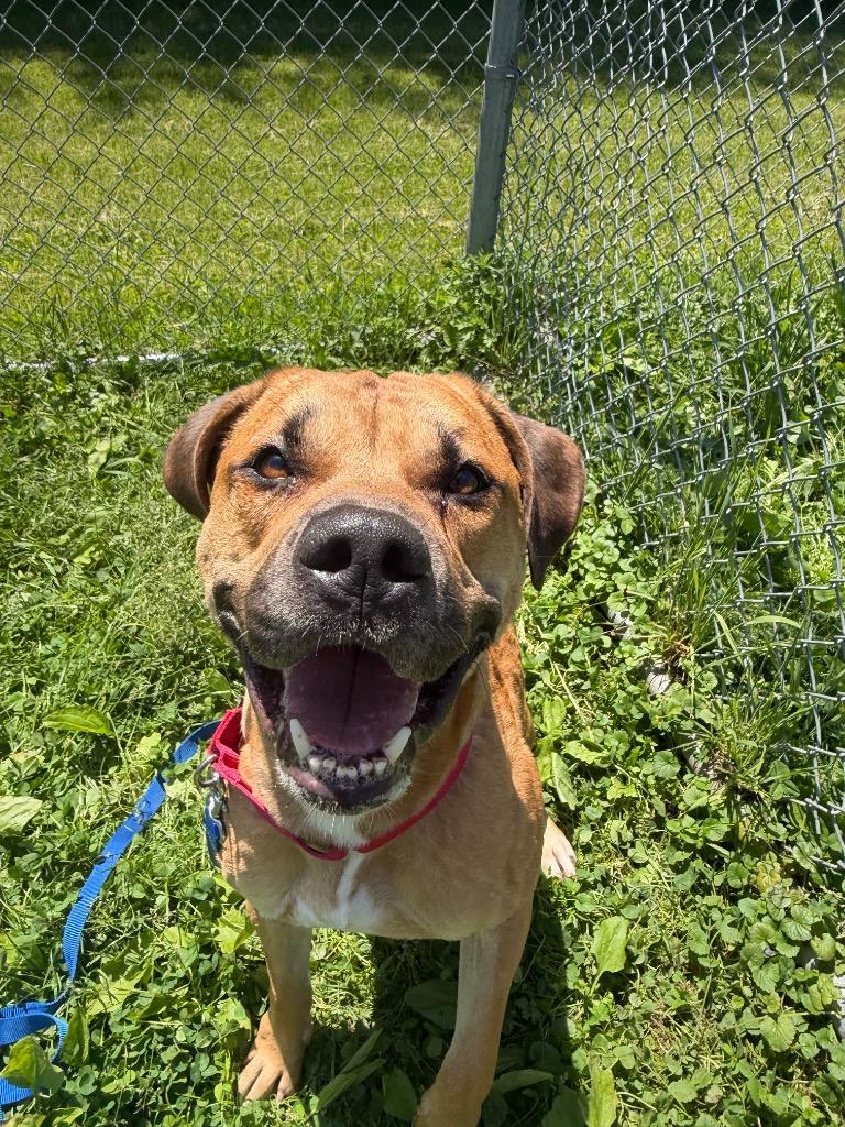 Roscoe, a Adoptable mixed breed in Hyde Park, NY image 3/4
