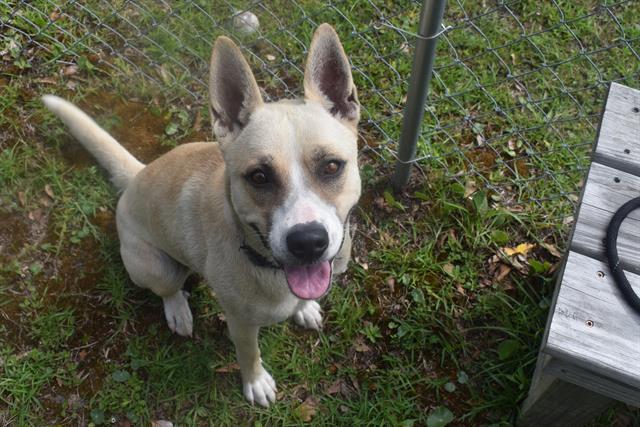 Enlarge MAIZY, a Adoptable mixed breed in Panama City, FL image 1/1