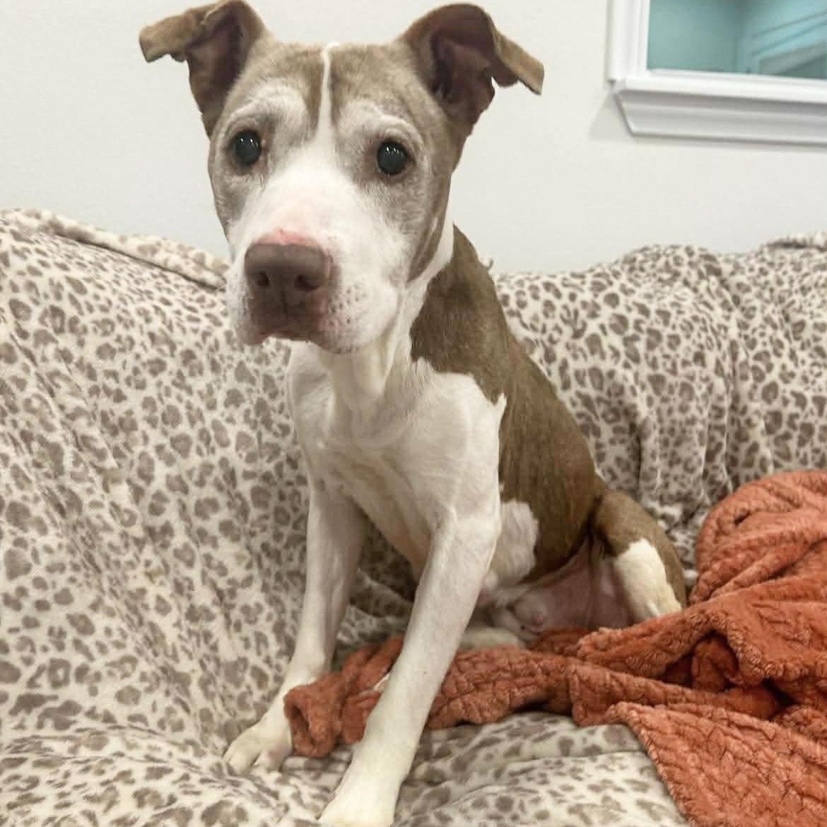 Enlarge Ember the Angel, a ADOPTABLE Pit Bull Terrier in West Hartford , CT image 5/5