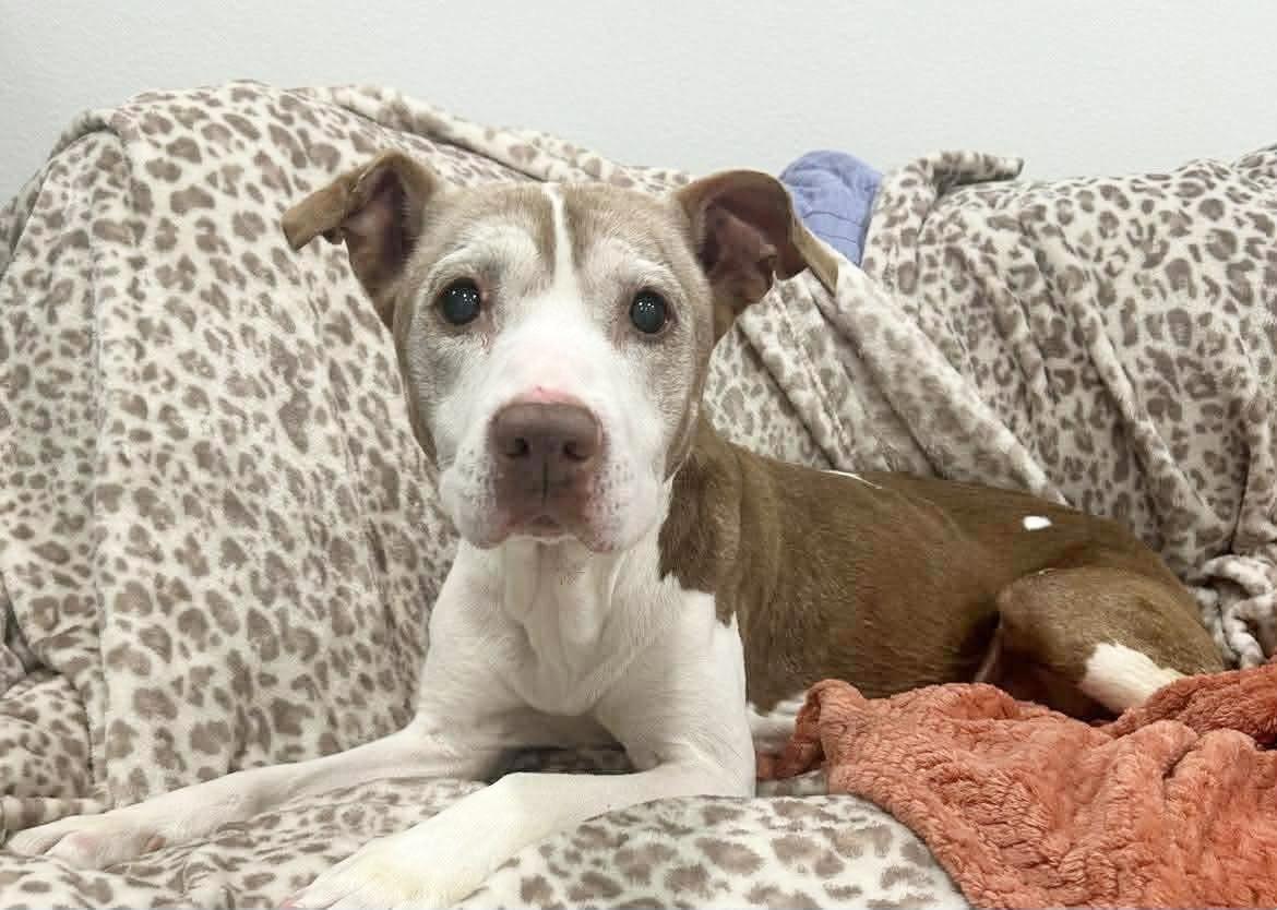 Ember the Angel, ADOPTABLE, Senior Female Pit Bull Terrier.