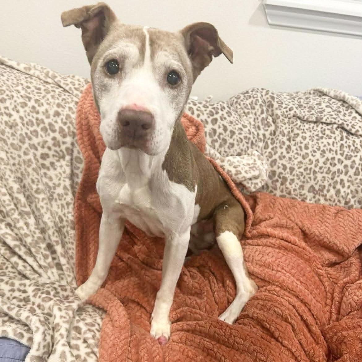 Enlarge Ember the Angel, a ADOPTABLE Pit Bull Terrier in West Hartford , CT image 3/5